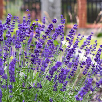 Lavanda Hidcote, P9 slika 2