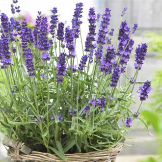 Lavanda Hidcote, С2 slika 5