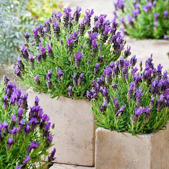 Lavanda Munstead, P9 slika 4