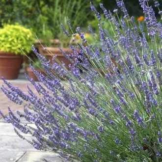 Lavanda Phenomenal, P9 slika 6