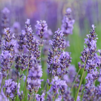 Lavanda Sensational, P9 slika 2