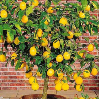 Limun (Citrus limon) slika 1