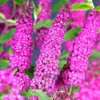 Ljetni jorgovan Summer Beauty, Р9 slika 6