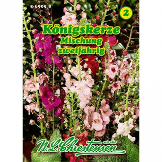 Ljubičasta divizma, mix multicolor slika 5
