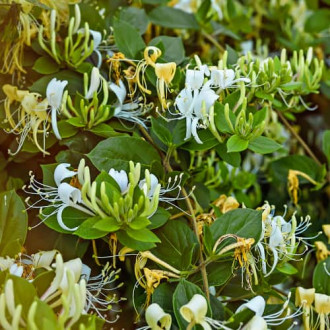 Lonicera periclymenum Graham Thomas, С2 slika 1