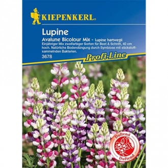 Lupin Avalune Bicolor slika 1