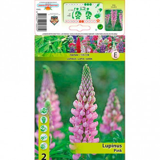 Lupine Pink slika 4