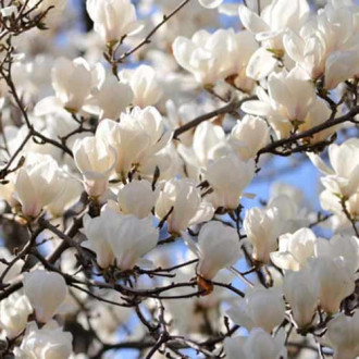 Magnolia Alba Superba, С2 slika 2