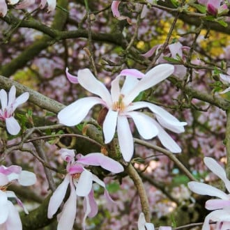 Magnolia Leonard Messel, С2 slika 4