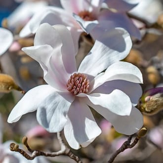 Magnolia Merrill, С2 slika 5