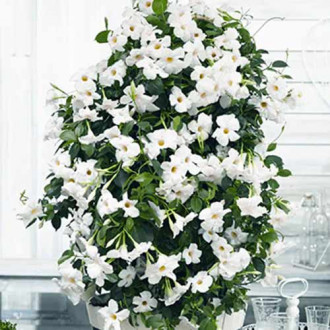 Mandevilla White slika 1