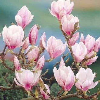 Mangolija Festirose, P9 slika 3