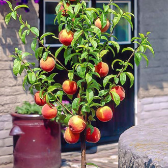 mini Breskva HoneyRed®, C2 slika 5