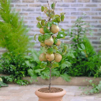mini Kruška GardenPearl®, C2 slika 5