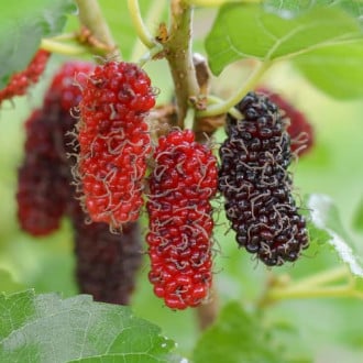 Murva Red No.2, С2 slika 6