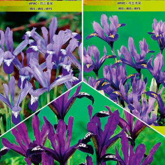 Netted iris, mix slika 4