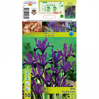 Netted iris Purple Gem slika 3