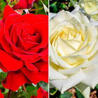 Nevjerojatna ponuda! Hibridne čajevke Red & White, set od 2 sorte slika 6