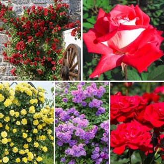 Nevjerojatna ponuda! Ruže penjačice Top garden, set od 5 sorti slika 6