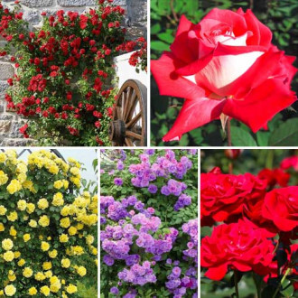 Nevjerojatna ponuda! Ruže penjačice Top garden, set od 5 sorti slika 5