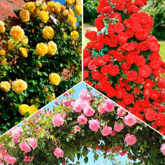 Nevjerojatna ponuda! Ruže penjačice Tricolor, set od 3 sorte slika 6