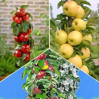 Nevjerojatna ponuda! Stupasta jabuka Gourmet, set od 3 sadnice slika 4