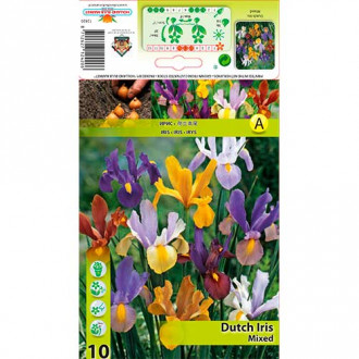 Nizozemski iris mix multicolor slika 4