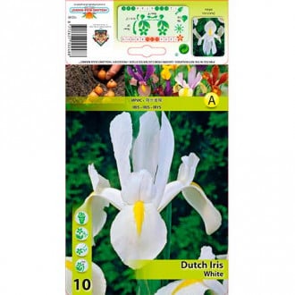 Nizozemski iris White slika 5