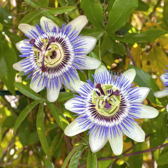 Pasiflora White-Blue Hybrid slika 5