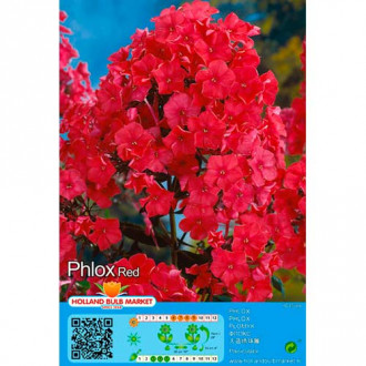 Plamen cvijeće (Phlox) Red slika 1