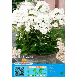 Plamen cvijeće (Phlox) White slika 4