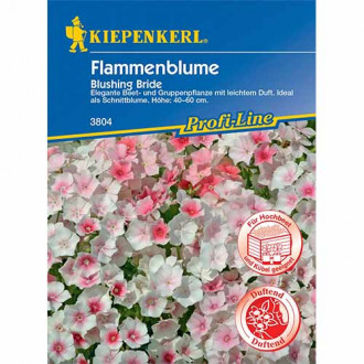 Plamenac (Phlox) Blushing Bride slika 6