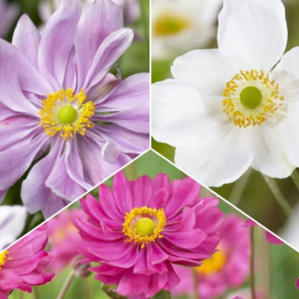 Posebna ponuda! Anemone (šumarice), set od 3 sorte slika 1
