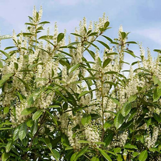 Prunus laurocerasus Rotundifolia, С2 slika 13