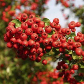 Pyracantha Red Column, С2 slika 1