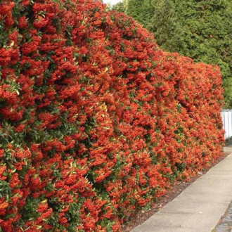 Pyracantha Red Column, C3 slika 4