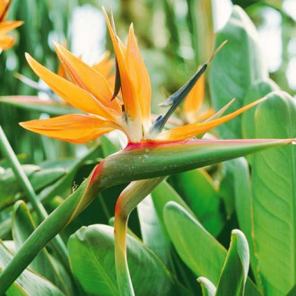 Rajska ptica (Strelitzia) slika 1