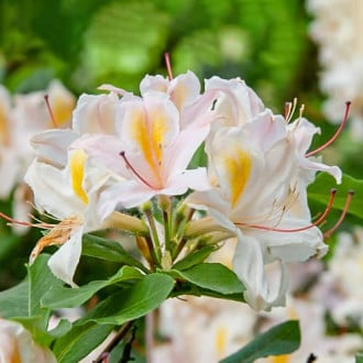 Rhododendron Arima, С2 slika 1