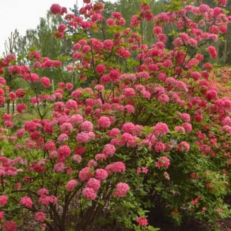 Rhododendron Homebush, С2 slika 3