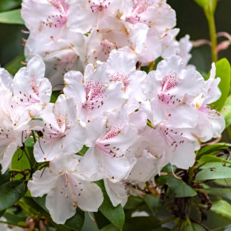 Rododendron Cream Crest slika 4