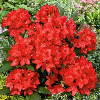 Rododendron Red Jack slika 2