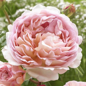 Ruže floribunda Abraham Darby slika 1