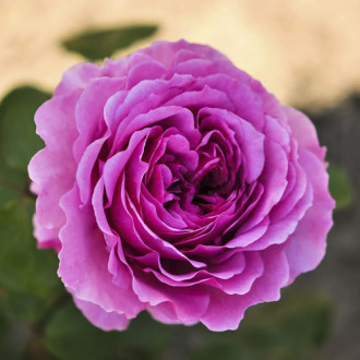 Ruže floribunda Adore Aroma®, С3 slika 1