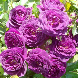 Ruže floribunda Blue & Violet slika 2