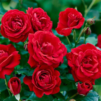 Ruže floribunda Bordo slika 1
