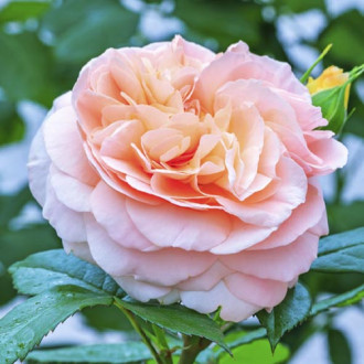 Ruže floribunda Duchess of Cornwall slika 1