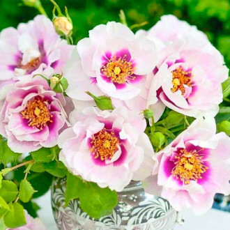 Ruže floribunda Eyes for You®, C5 slika 4