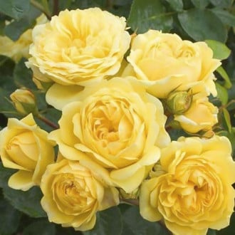 Ruže floribunda Golden Border slika 1