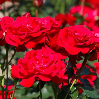 Ruže floribunda Nina slika 5