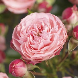 Ruže floribunda Pink Meilove ®, С5 slika 2